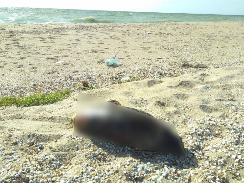 В Запорізькій області на березі знайшли мертвих дельфінів (ФОТО)