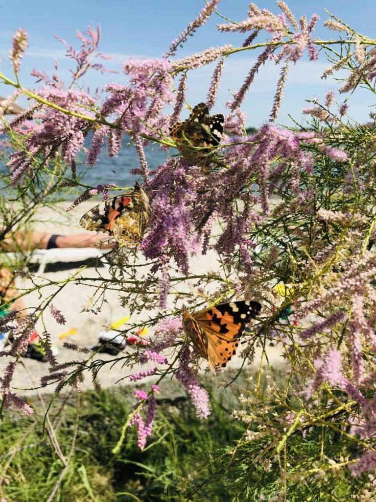 На курорт в Запорожской области прилетели африканские бабочки (ФОТО, ВИДЕО)