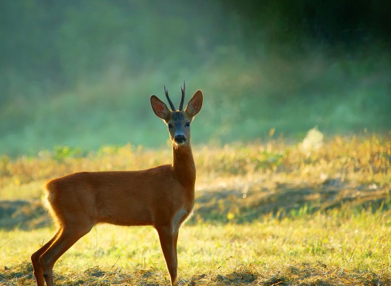 По Запорожью бегало испуганное дикое животное (ВИДЕО)