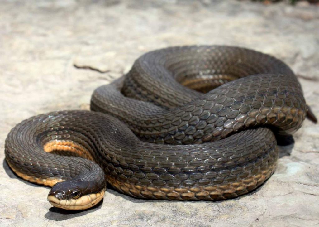 В Запорожской области на детской площадке была замечена змея (ВИДЕО)