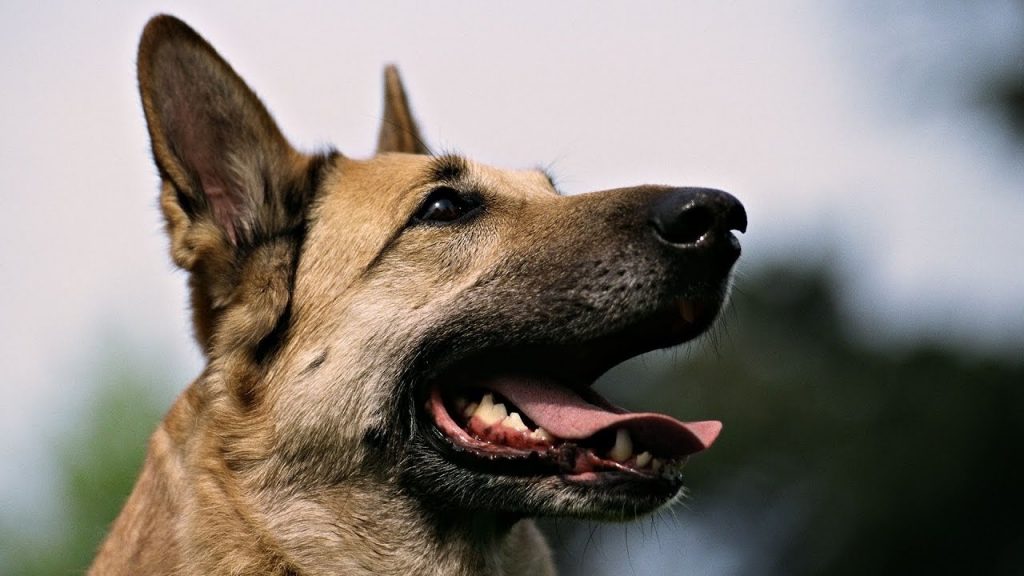 Кирилловский Хатико нашел новую семью после смерти своей хозяйки