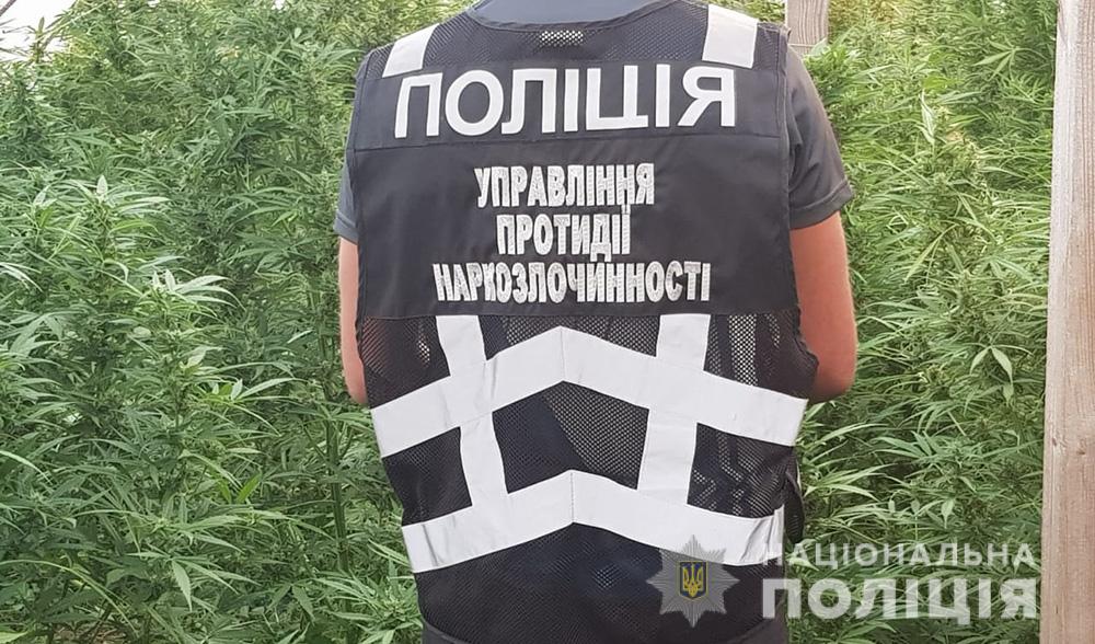 В Запорожье разоблачили теплицы с коноплей на 20 миллионов (ФОТО, ВИДЕО)