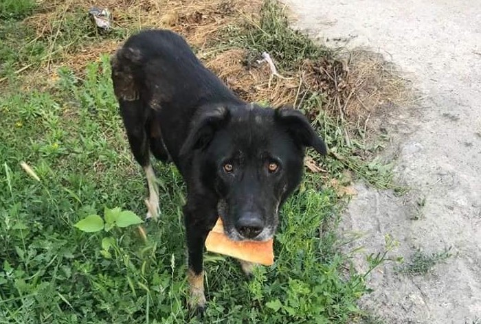 Очередной живодер в Запорожье: собака носила на шее колючую проволоку (ФОТО)