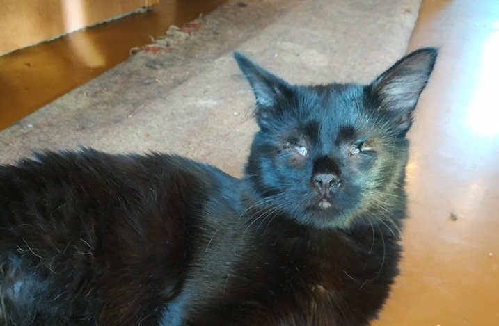 В центре Запорожья обнаружили квартиру, полную беспомощных кошек (ФОТО)