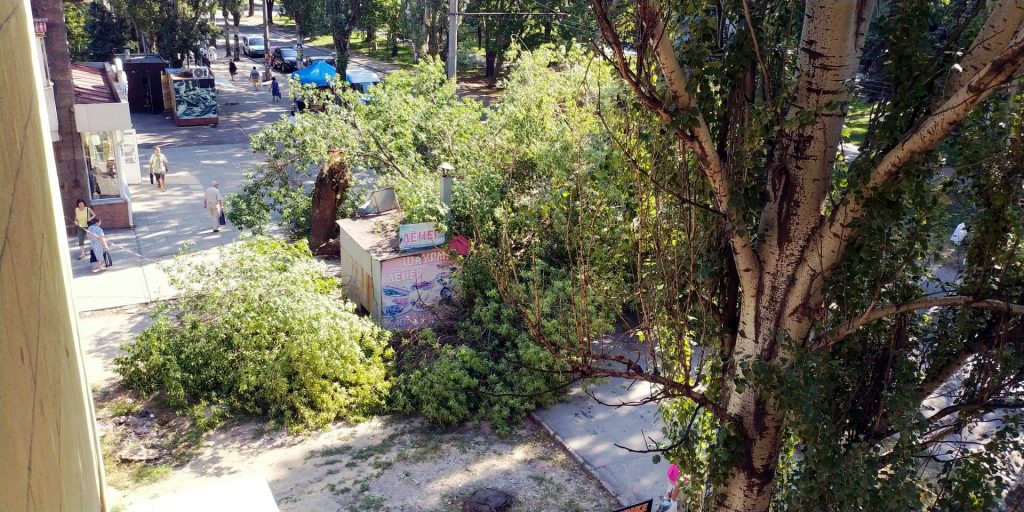 В Запорожье большое дерево рухнуло на тротуар и проезжую часть (ФОТО)