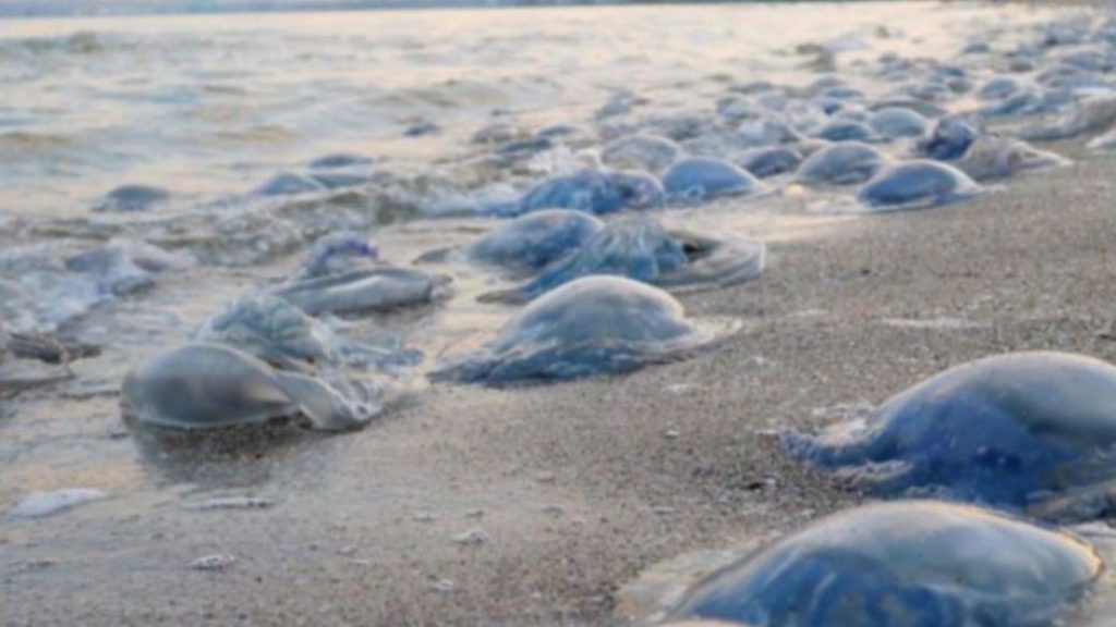 На побережье Азовского моря десятки медуз преграждают проход к морю (ФОТО)
