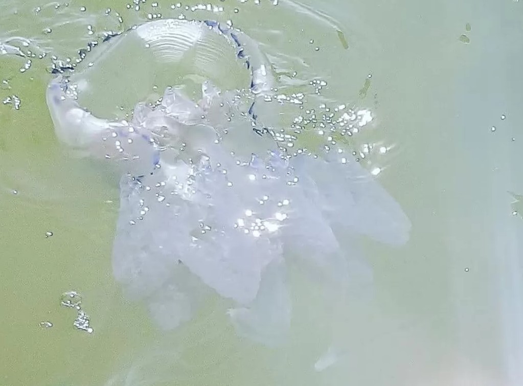 Ситуация нестабильна: есть ли в Генгорке медузы и морские блохи (ВИДЕО)