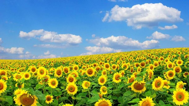 Где в Запорожье будут праздновать День независимости