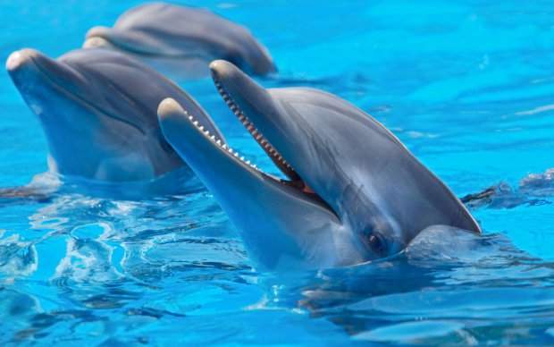 Дельфины в Кирилловке стали подплывать совсем близко к берегу (ВИДЕО)