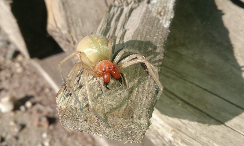 Ядовытый паук напал на жителей Запорожской области: как выглядит и чем опасен