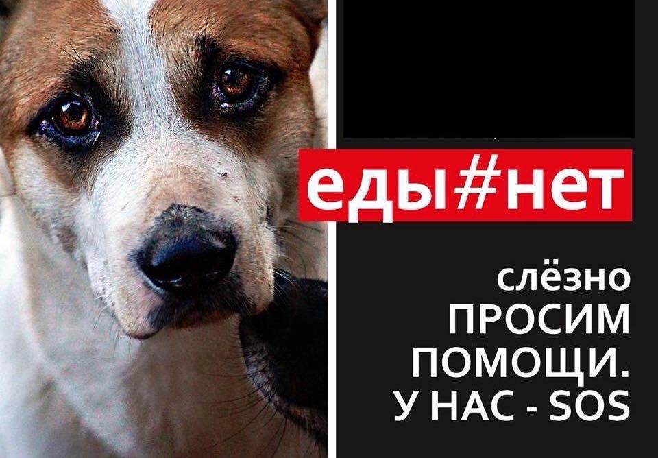 Приют для бездомных животных оказался в беде