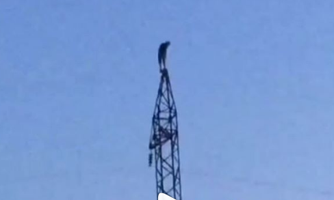 В Запорожье мужчина забрался на электровышку, чтобы совершить суицид (ВИДНО)