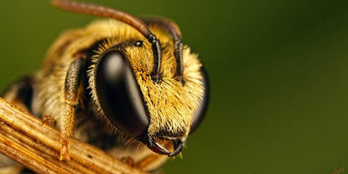 В Запорожской области появился семиметровый памятник пчеле (ФОТО)