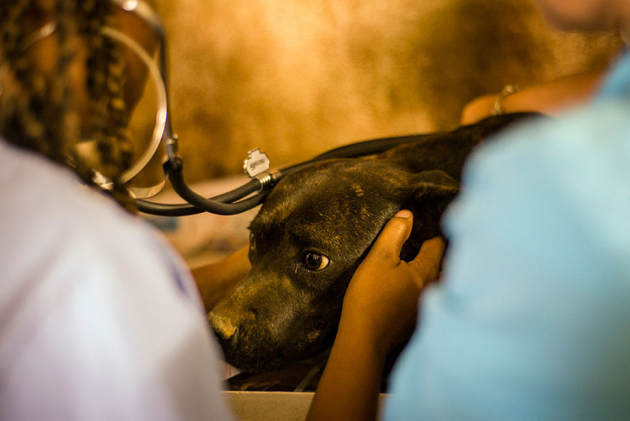 В Запорожской области массово гибнут собаки из-за отравы на улицах