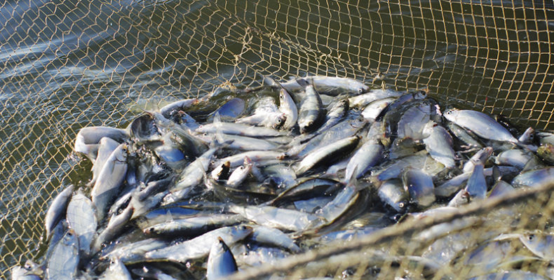 Активисты призывают губернатора Запорожской области Туринка остановить рейдерство в Запорожье