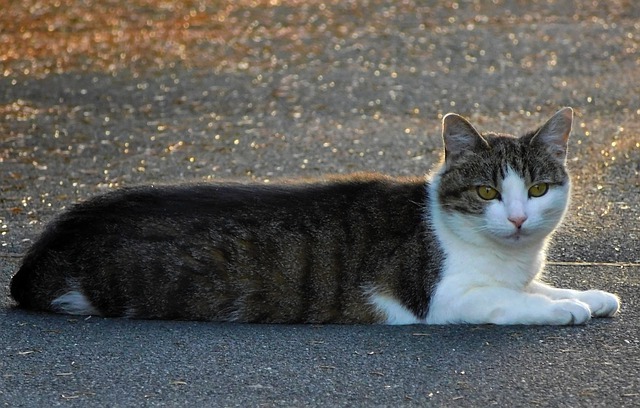 В Запорожье жители соорудили во дворе домик для кошек