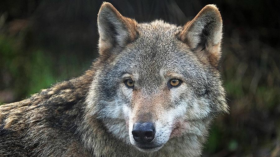 В Запорожской области волк охотится на домашних животных (ВИДЕО)