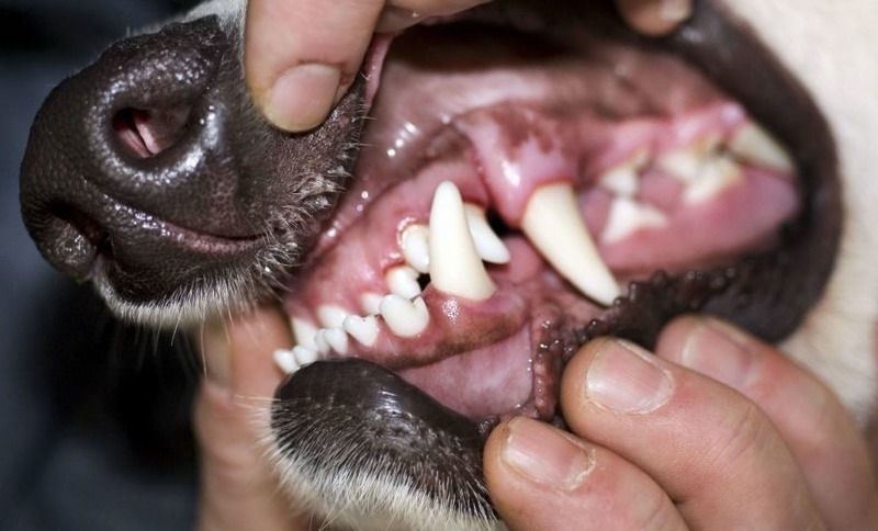 В Запорожской области 71-летнюю пенсионерку загрызло животное