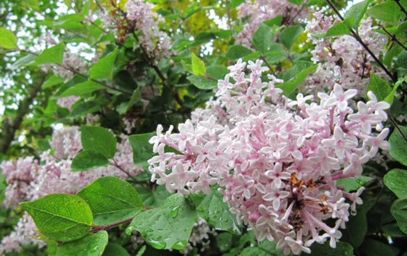 Сирень цветет даже в морозы: в Запорожской области природа продолжает удивлять (ФОТО)