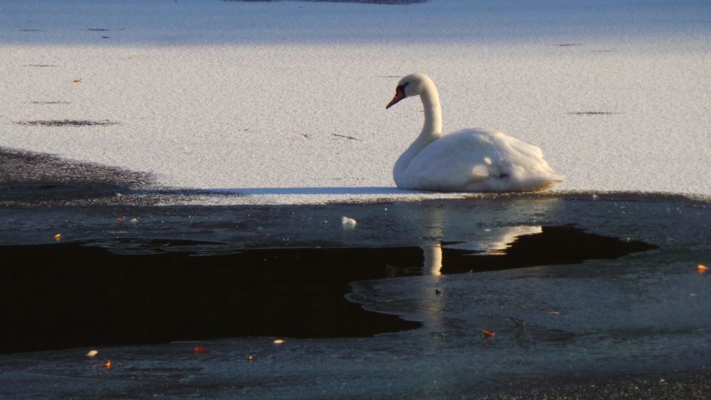 Не могли взлететь: несколько лебедей оказались в ледяной ловушке на пруду под Запорожьем