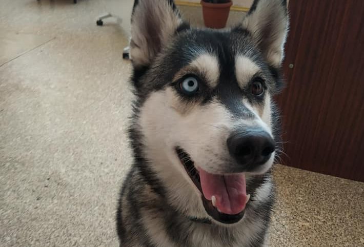 Запорожская инспекция по благоустройству впервые наградила четырехлапого сотрудника (ФОТО)