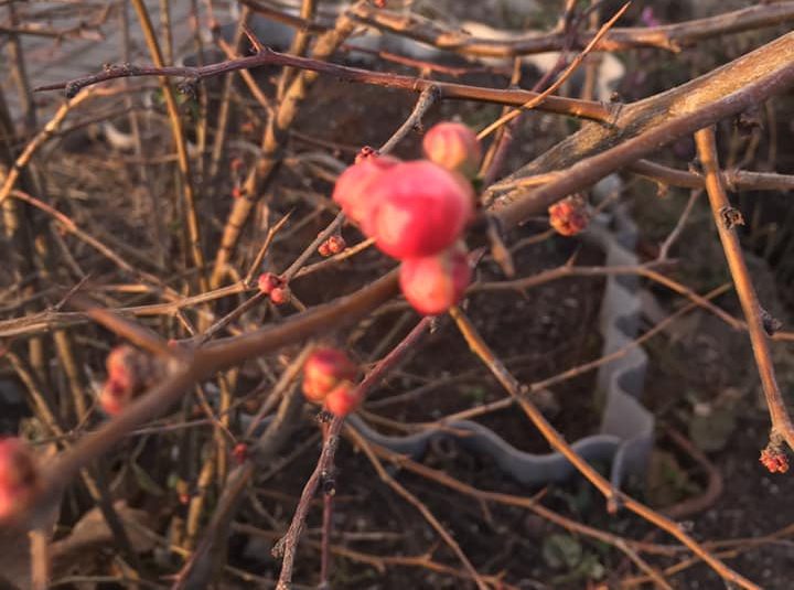 Природа удивляет: в Запорожской области заметили аномальное для зимы явление (ФОТОФАКТ)