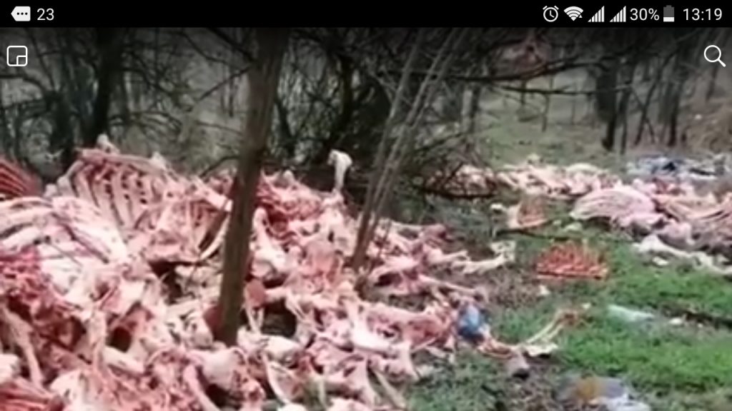 Под областной больницей устроили могильник костей животных (ВИДЕО)