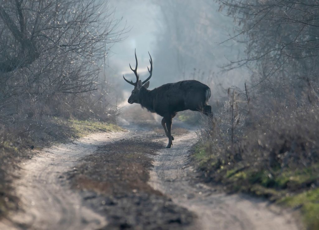 Сказочные обитатели острова: запорожский фотохудожник снял утренние пейзажи Хортицы (ФОТО)