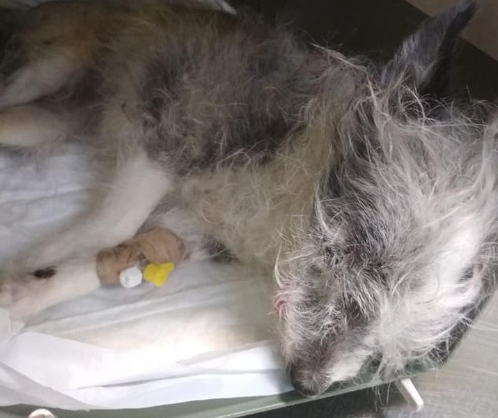 Собаке, сброшенной с моста в Запорожье, сделали операцию (ФОТО, ВИДЕО)