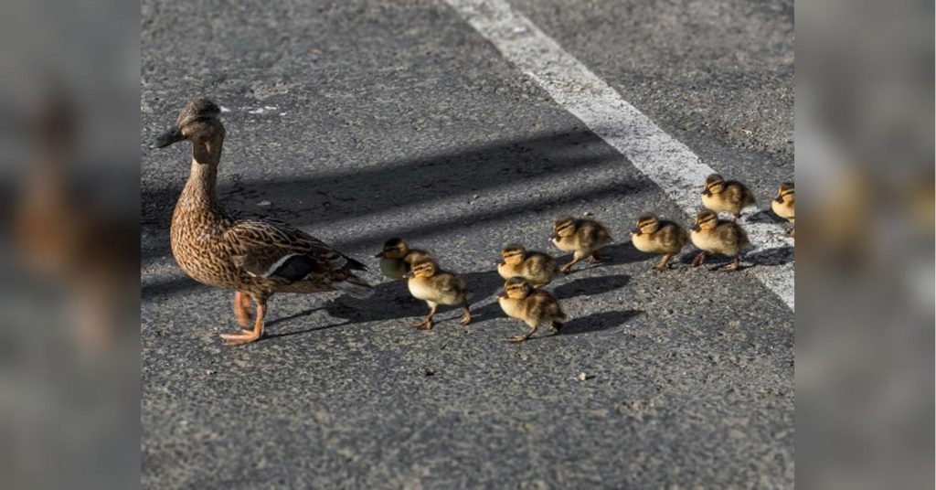 Курьезы: полиция перекрыла трассу, чтобы дорогу перешли утята (ВИДЕО)