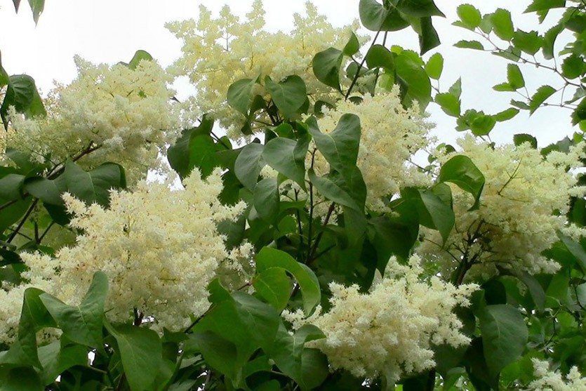 В Запорожской области запечатлели аномальное цветение (ФОТО)