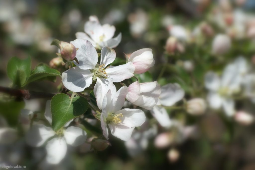 В Запорожской области запечатлели аномальное цветение плодовых (ФОТО)