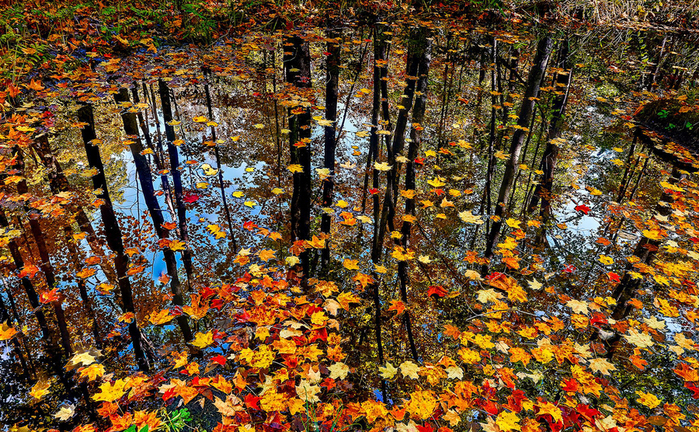 В Запорожье на этой неделе ожидаются частые дожди