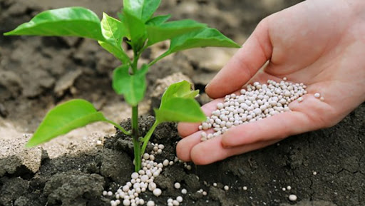 Внесення добрив на городі восени