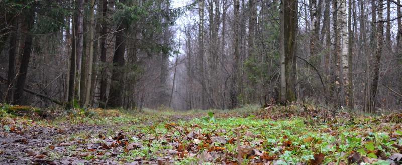 Не выходил на связь с июля: мать задушила сына и оставила труп в лесополосе Запорожской области