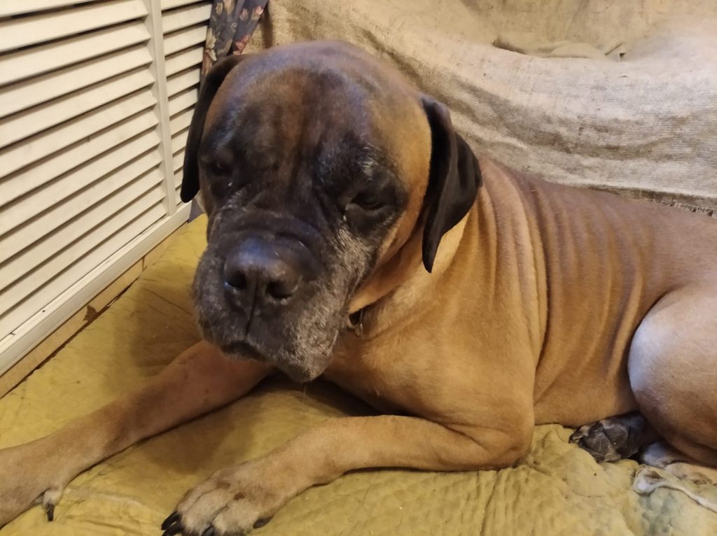 Едва успели спасти: в Запорожье собака отравилась после прогулки с хозяйкой