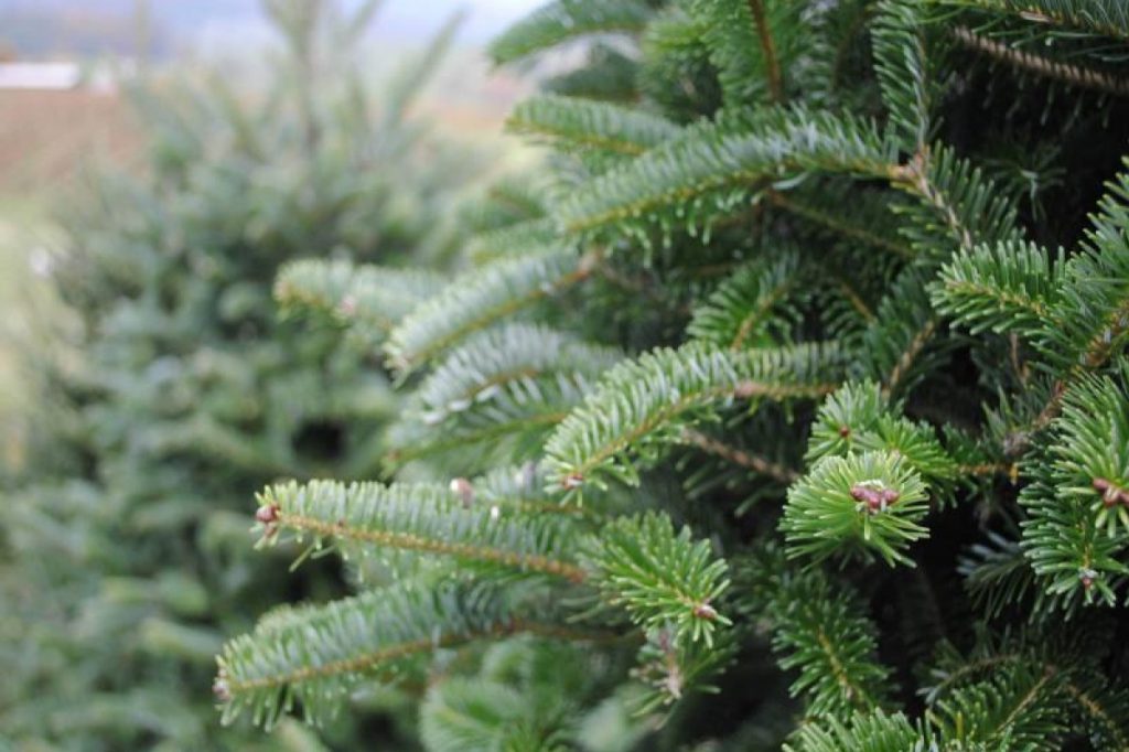 Екоінспектори перевірили ялинки на базарах в одному з районів Запоріжжя