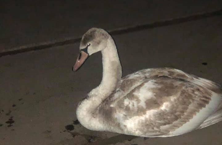 Лебедь упал на прилавок с мандаринами на рынке в Запорожской области (ФОТО, ВИДЕО)