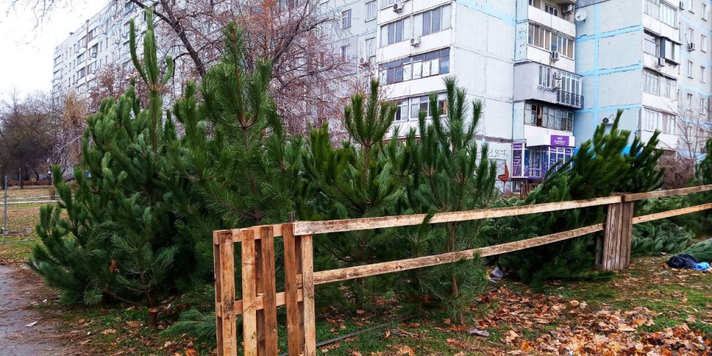 В Запорожье продолжают открываться ёлочные базары: обзор цен (ФОТО)