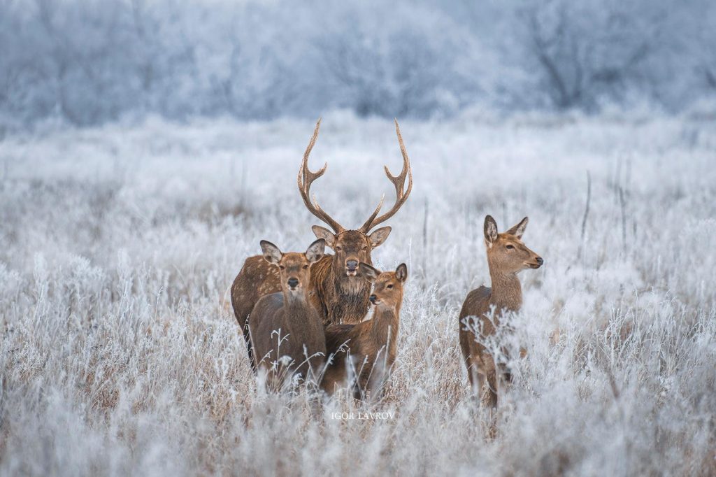 В Запорожье на Хортице засняли табун пробегающих косуль (ВИДЕО, ФОТО)