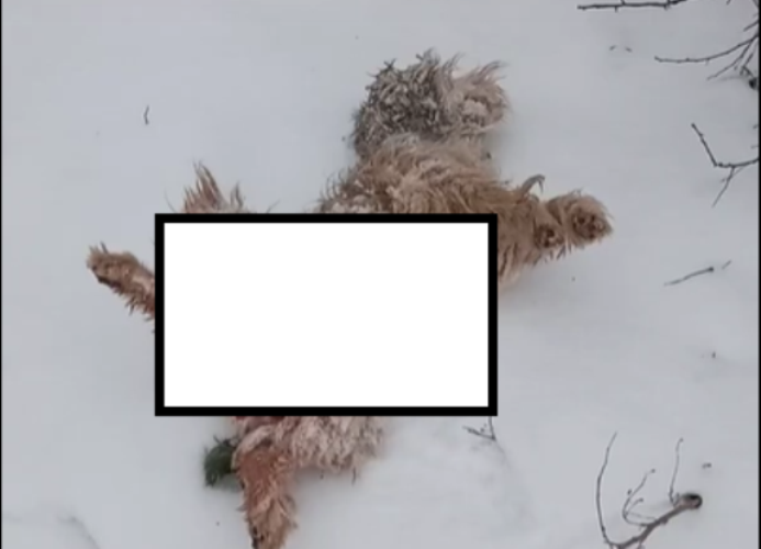 В Орехове неизвестное животное убило домашнего пса: во дворе нашли клык (ФОТО)