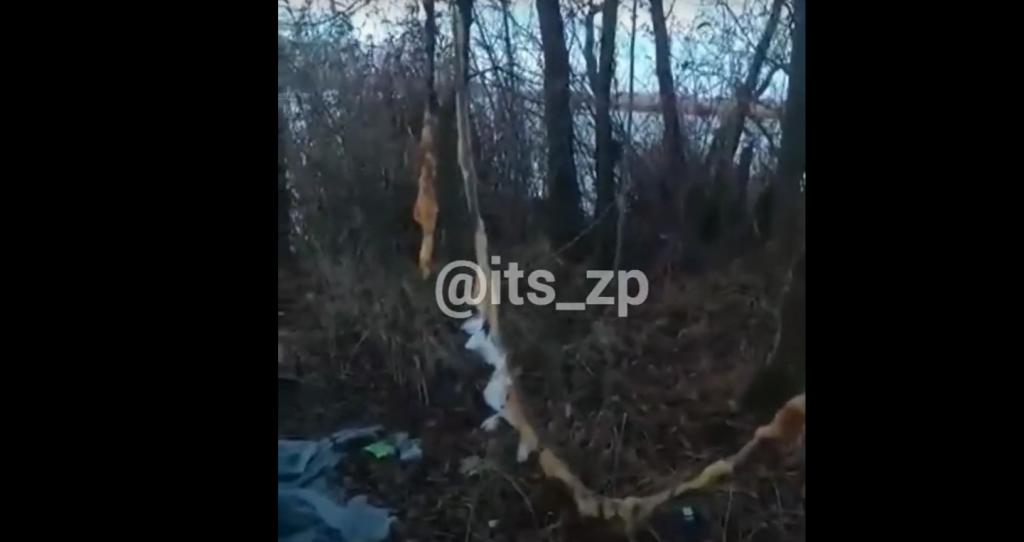 «Везде висят кишки»: житель села под Запорожьем показал жуткую находку (ВИДЕО 18+)