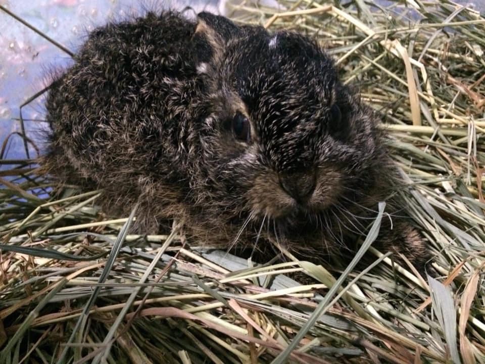 В Запорожье волонтеры спасают зайчонка, который пострадал от поджога