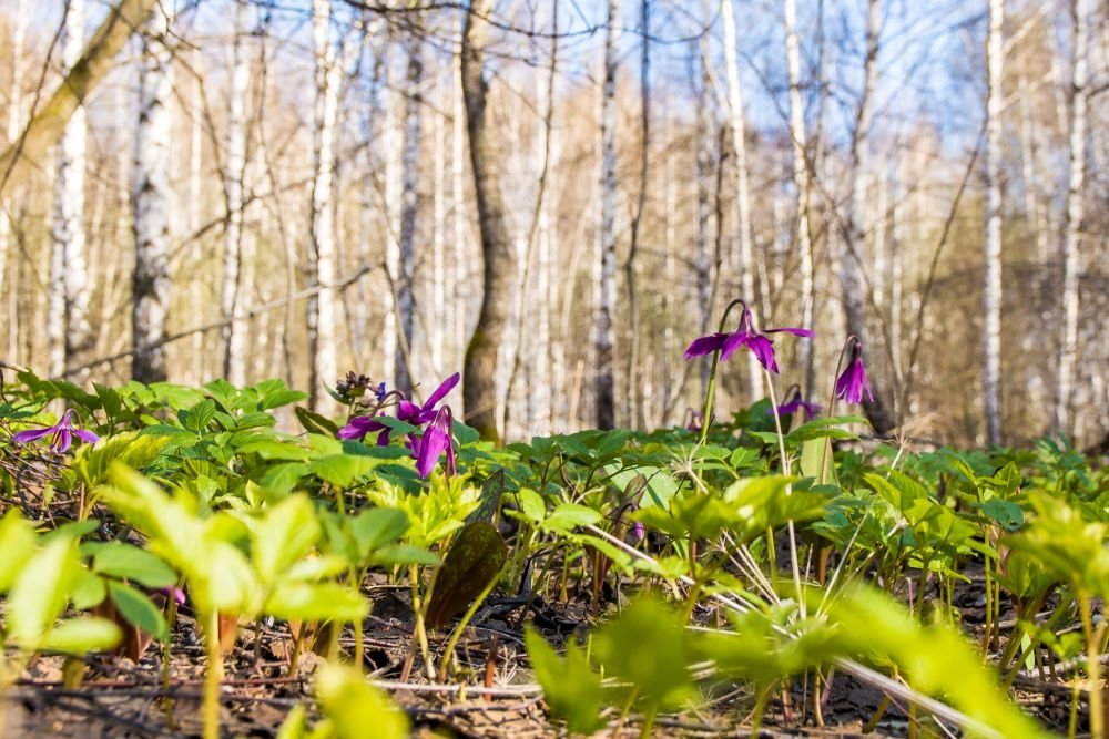 Украинцам придется пережить холодный атмосферный фронт перед настоящей весной