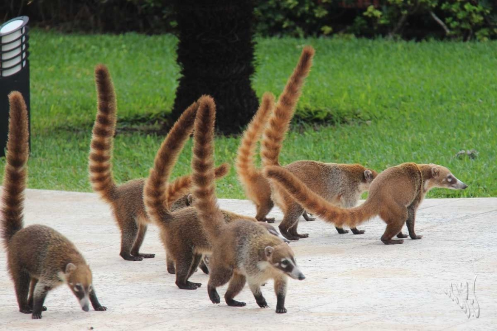 В Запорожской области можно увидеть необычных родственников енота (ВИДЕО)