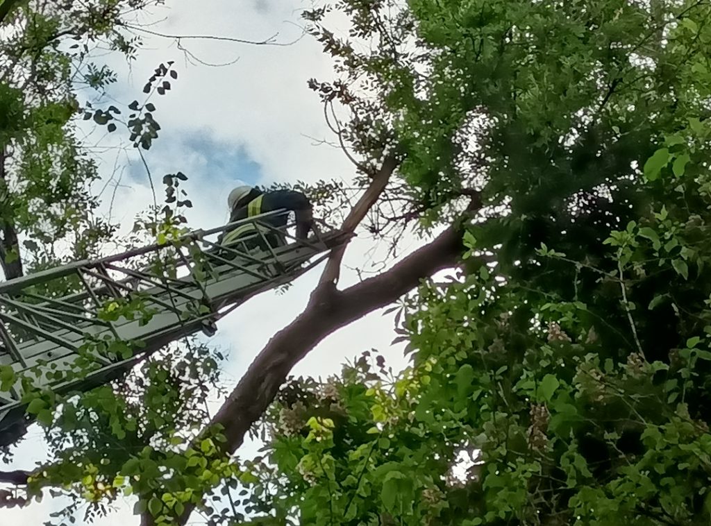 В Запорожье  с утра не могут снять котенка с дерева на уровне 5-го этажа: спасли с третьей попытки (ФОТО, ВИДЕО)