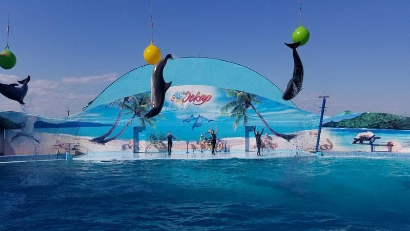 Дельфинарий «Оскар» в Кирилловке встретит посетителей обновленной программой (ФОТО)