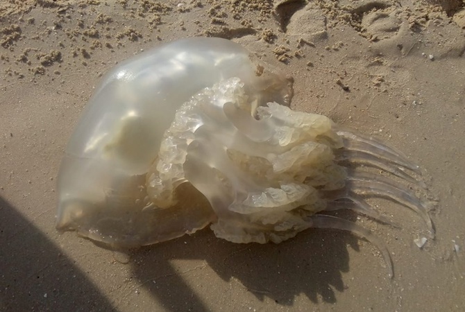 Отдыхающие продолжают фотографировать медуз на Азовском море: будет ли нашествие