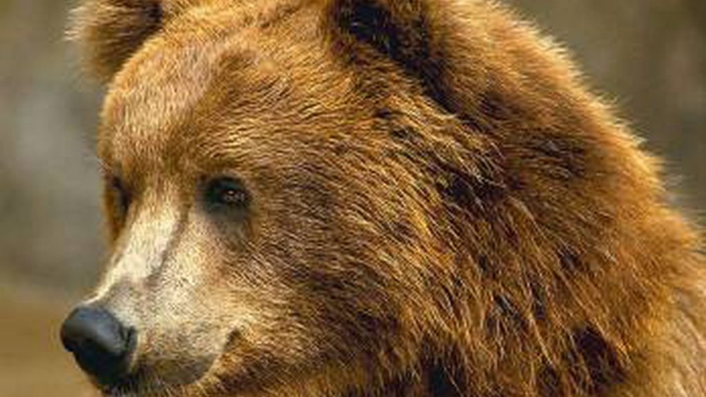 Медведи из Запорожской детской железной дороги перебираются в Европу (ФОТО)