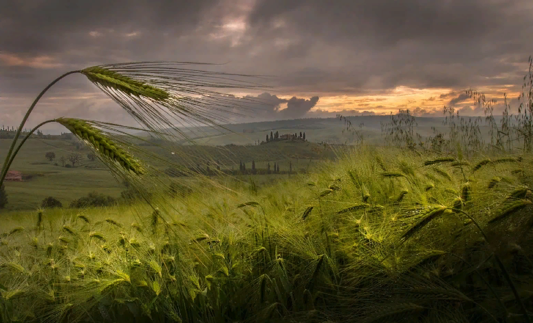 Повреждены тысячи гектаров: аграрии посчитали убытки из-за непогоды в Запорожской области